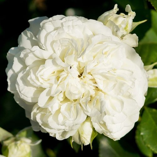 E-commerce, vendita, rose, in, vaso rose floribunde - bianco - Rosa Blanc Meillandecor® - rosa non profumata - Marie-Louise (Louisette) Meilland - ,-